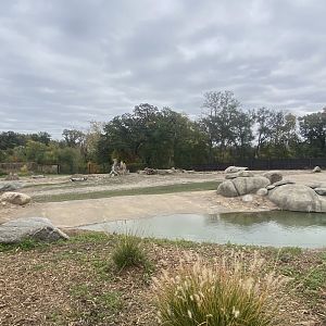 African Grasslands - Grant’s Zebra/African Bush Elephant Exhibit