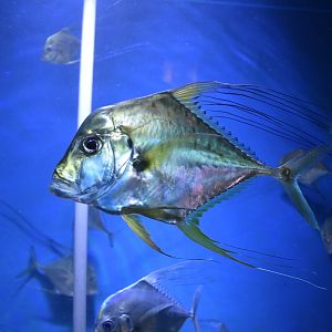 African pompano (Alectis ciliaris)