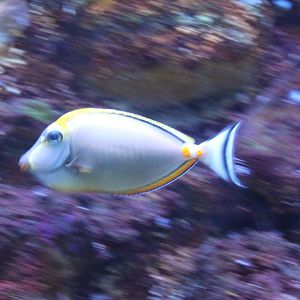 Orangespine unicornfish - Naso lituratus