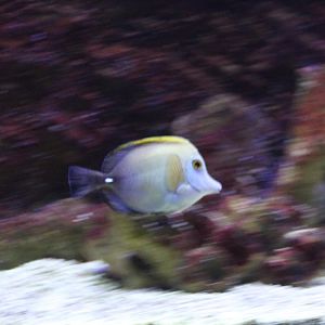 Brushtail tang - Zebrasoma scopas