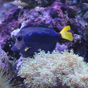Yellowtail tang - Zebrasoma xanthurum