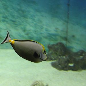 Elegant unicornfish - Naso elegans
