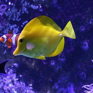 Yellow tang - Zebrasoma flavescens
