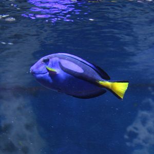 Palette tang - Paracanthurus hepatus