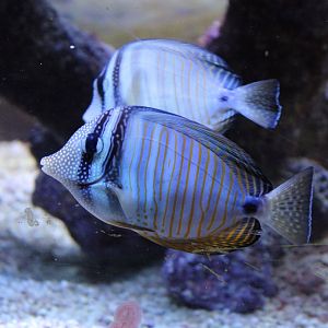 Indian sailfin tangs - Zebrasoma desjardinii