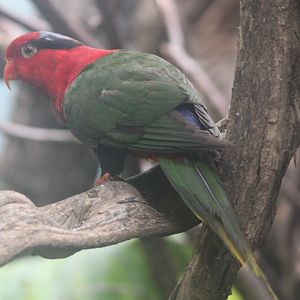 Stella's lorikeet
