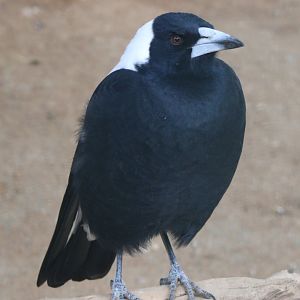 White-backed magpie