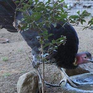 Australian brush-turkey