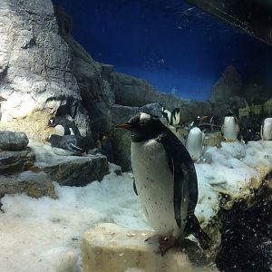 gentoo penguin (Pygoscelis papua)