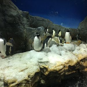 gentoo penguin (Pygoscelis papua)