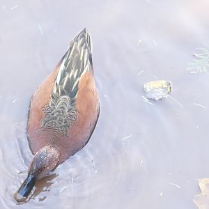 Cinnamon Teal, October 2021