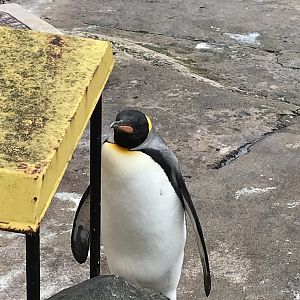 King penguin