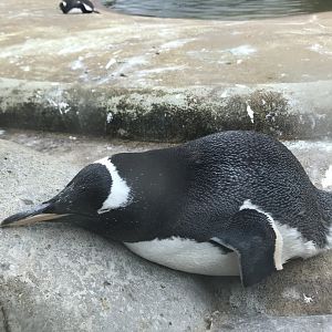 Gentoo penguin