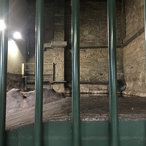 Indian rhino heated pool