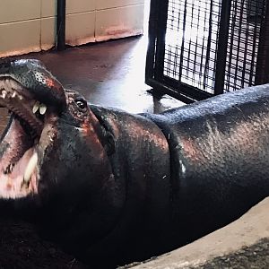 Pygmy hippo