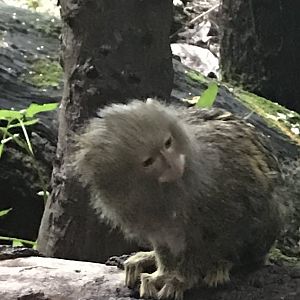 Pygmy marmoset