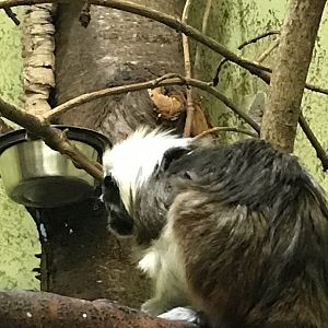 Cotton topped tamarin
