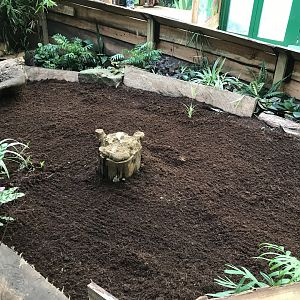 Future 3 banded armadillo enclosure