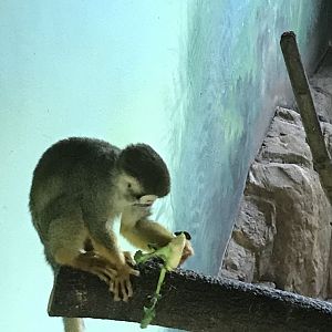 Squirrel monkey