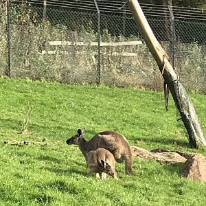 Kangaroos