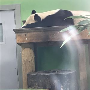 Giant panda “Yang Guang”