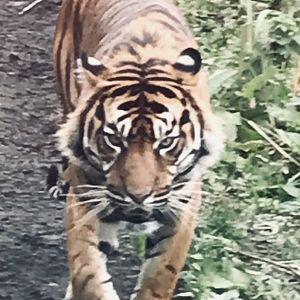 Sumatran tiger “Lucu”