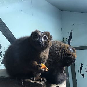 Red bellied lemurs