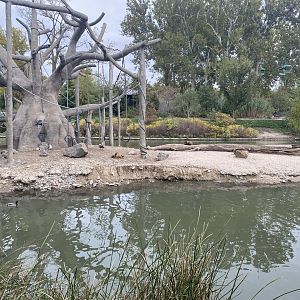 Lagoon - Black-Headed Spider Monkey/Egyptian Goose Island