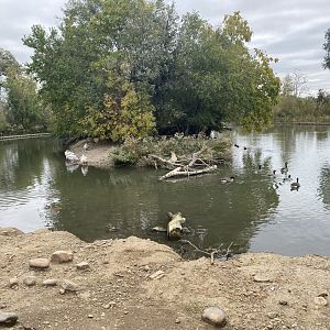 African Grasslands - Pink-Backed Pelican Island