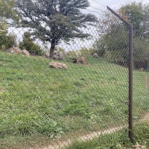 African Grasslands - Cheetah Exhibit