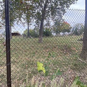 African Grasslands - Eastern Bongo/Blue Crane Exhibit