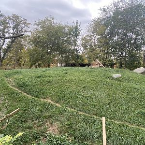 African Grasslands - Cheetah Exhibit