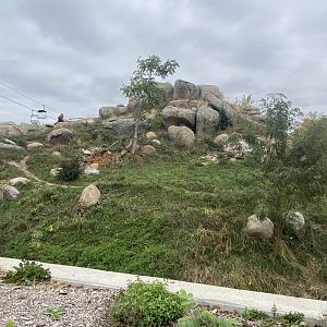 African Grasslands - African Lion Exhibit