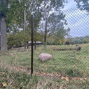 African Grasslands - Eastern Bongo/Blue Crane Exhibit