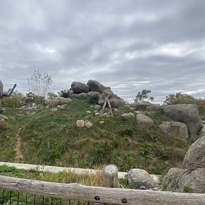 African Grasslands - African Lion Exhibit