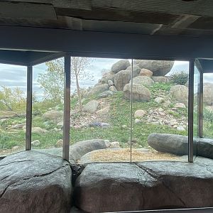 African Grasslands - African Lion Exhibit