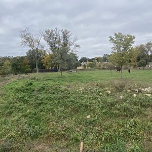 African Grasslands - Sable Antelope Exhibit