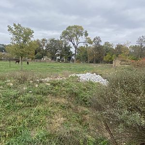 African Grasslands - Sable Antelope Exhibit