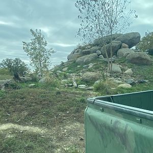 African Grasslands - African Lion Exhibit