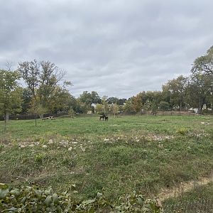 African Grasslands - Sable Antelope Exhibit