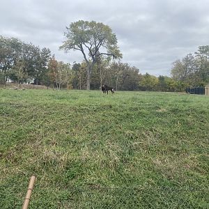 African Grasslands - Sable Antelope Exhibit