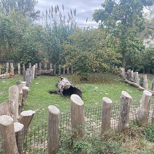 African Grasslands - African Spurred Tortoise Exhibit