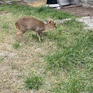 Reeve’s Muntjac