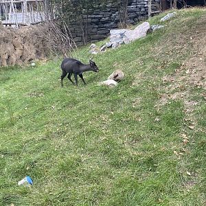Asian Highlands - Western Tufted Deer Exhibit