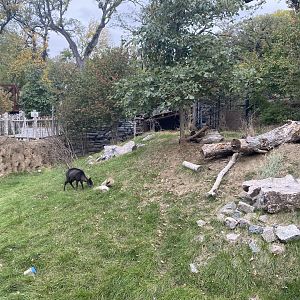 Asian Highlands - Western Tufted Deer Exhibit