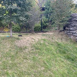 Asian Highlands - Western Tufted Deer Exhibit