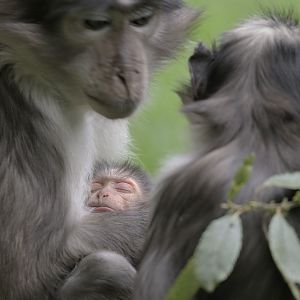 Newborn white-naped mangabey (1)