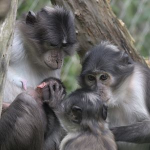 Newborn white-naped mangabey (2)