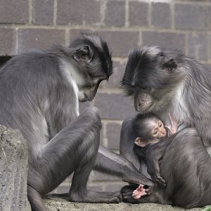 Newborn white-naped mangabey (3)