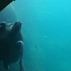 Large (green?) sea turtle